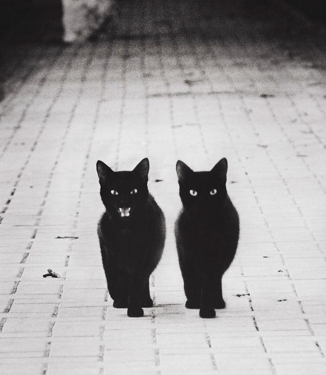 รูปภาพ:http://static.boredpanda.com/blog/wp-content/uploads/2016/08/mysterious-cat-photography-black-and-white-56-57c03b1b4b26c__880.jpg