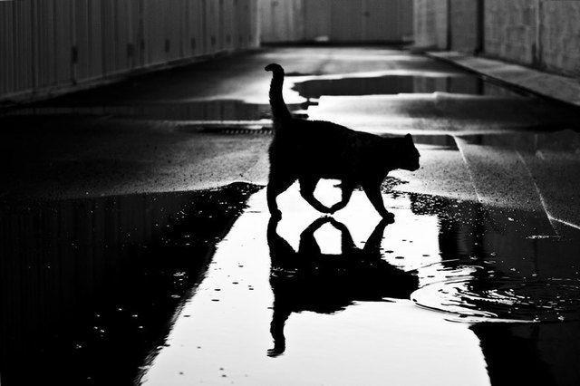 รูปภาพ:http://static.boredpanda.com/blog/wp-content/uploads/2016/08/mysterious-cat-photography-black-and-white-20-57bffb077ad7b__880.jpg