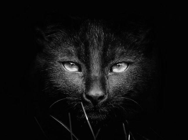 รูปภาพ:http://static.boredpanda.com/blog/wp-content/uploads/2016/08/mysterious-cat-photography-black-and-white-59-57c03e696637a__880.jpg
