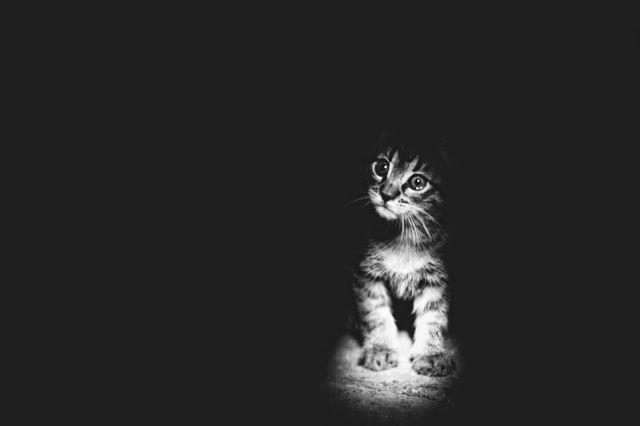 รูปภาพ:http://static.boredpanda.com/blog/wp-content/uploads/2016/08/mysterious-cat-photography-black-and-white-41-57bffb3592e68__880.jpg