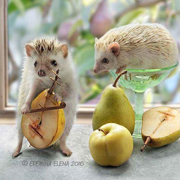 รูปภาพ:https://images.sobadsogood.com/secret-life-hedgehogs-21-adorable-photos-will-make-your-day-better/21.jpg