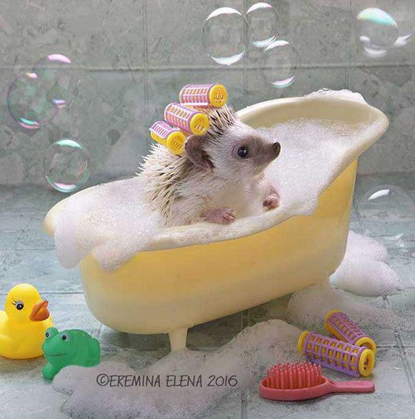รูปภาพ:https://images.sobadsogood.com/secret-life-hedgehogs-21-adorable-photos-will-make-your-day-better/13.jpg