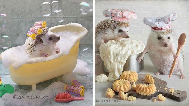 รูปภาพ:http://sobadsogood.com/uploads/media/2016/08/18/The-Secret-Life-Of-Hedgehogs--21-Adorable-Photos-That-Will-Make-Your-Day-Better.jpg