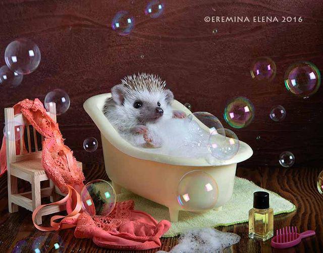 รูปภาพ:https://images.sobadsogood.com/secret-life-hedgehogs-21-adorable-photos-will-make-your-day-better/11.jpg