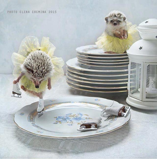 รูปภาพ:https://images.sobadsogood.com/secret-life-hedgehogs-21-adorable-photos-will-make-your-day-better/2.jpg