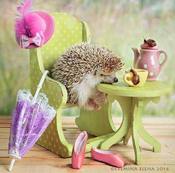 รูปภาพ:https://images.sobadsogood.com/secret-life-hedgehogs-21-adorable-photos-will-make-your-day-better/19.jpg