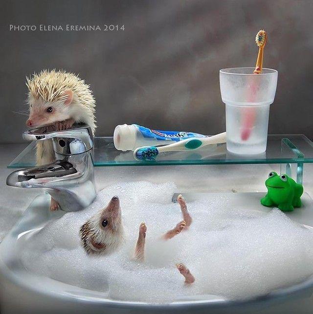 รูปภาพ:https://images.sobadsogood.com/secret-life-hedgehogs-21-adorable-photos-will-make-your-day-better/4.jpg