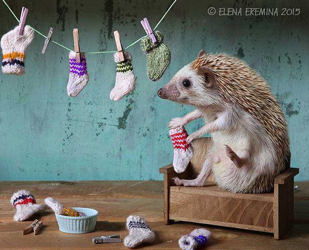รูปภาพ:https://images.sobadsogood.com/secret-life-hedgehogs-21-adorable-photos-will-make-your-day-better/17.jpg