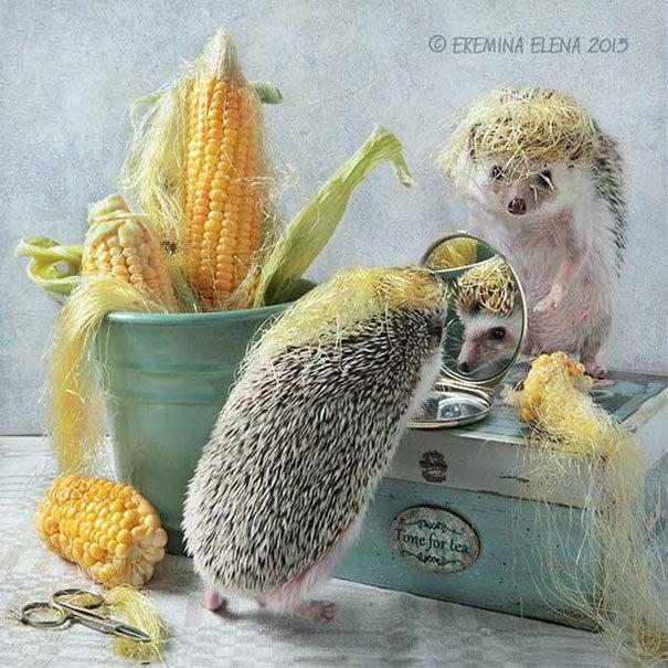 รูปภาพ:https://images.sobadsogood.com/secret-life-hedgehogs-21-adorable-photos-will-make-your-day-better/16.jpg