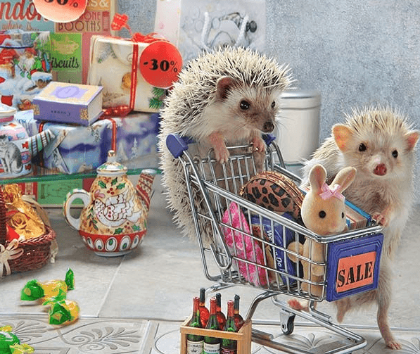 รูปภาพ:https://images.sobadsogood.com/secret-life-hedgehogs-21-adorable-photos-will-make-your-day-better/7.png