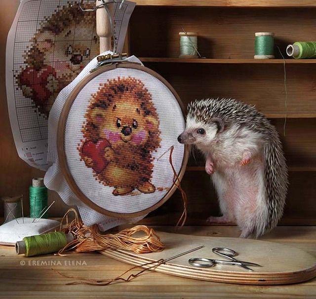 รูปภาพ:https://images.sobadsogood.com/secret-life-hedgehogs-21-adorable-photos-will-make-your-day-better/5.jpg