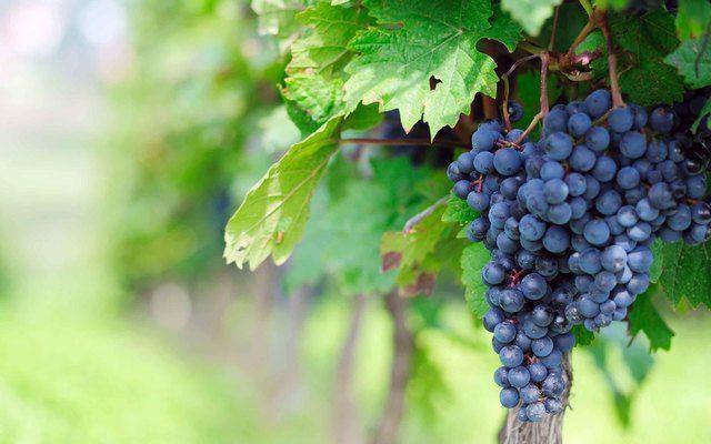 รูปภาพ:http://onehdwallpaper.com/wp-content/uploads/2016/05/Grapes-Bunches-HD-Wallpaper-and-Pictures.jpg