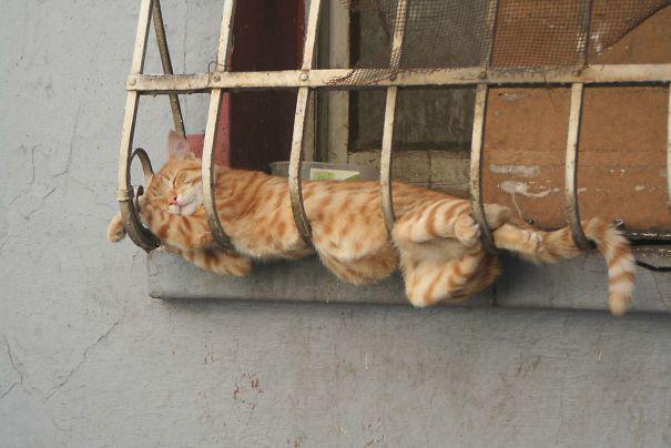 รูปภาพ:http://static.boredpanda.com/blog/wp-content/uploads/2016/09/sleeping-cats-135-57d10a4311816__605.jpg