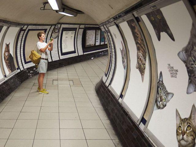 รูปภาพ:http://static.boredpanda.com/blog/wp-content/uploads/2016/09/cat-ads-underground-subway-metro-london-1.jpg