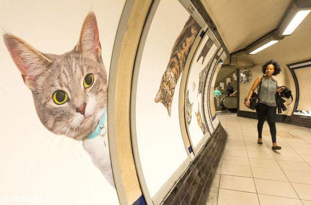 รูปภาพ:http://static.boredpanda.com/blog/wp-content/uploads/2016/09/cat-ads-underground-subway-metro-london-6.jpg