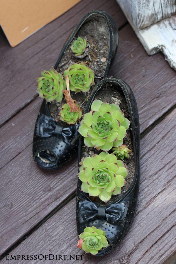 รูปภาพ:http://empressofdirt.net/wp-content/uploads/2014/07/Succulent-Shoes.jpg