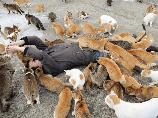 รูปภาพ:http://catpax.com/wp-content/uploads/2015/07/cats-in-aoshima-island-outnumber-humans-six-to-one.png