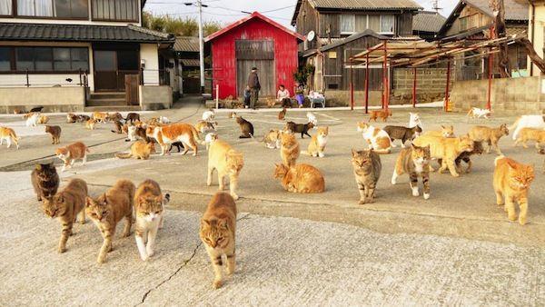 รูปภาพ:http://www.catster.com/wp-content/uploads/2015/03/Aoshima-Island-Cats-1.jpg