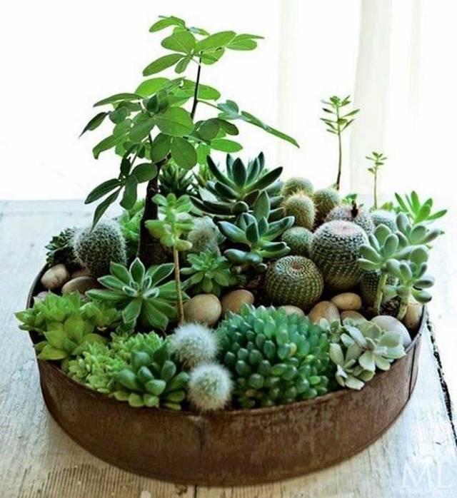 รูปภาพ:http://blog.arnhem.co/wp-content/uploads/2014/08/succulents-arrangement-flower-summer-moon-to-moon.jpg