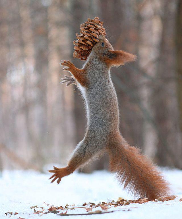 รูปภาพ:http://static.boredpanda.com/blog/wp-content/uploads/2015/02/squirrel-photography-russia-vadim-trunov-14.jpg
