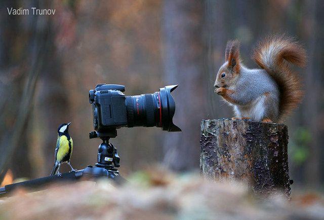 รูปภาพ:http://static.boredpanda.com/blog/wp-content/uploads/2015/02/squirrel-photography-russia-vadim-trunov-1-1.jpg