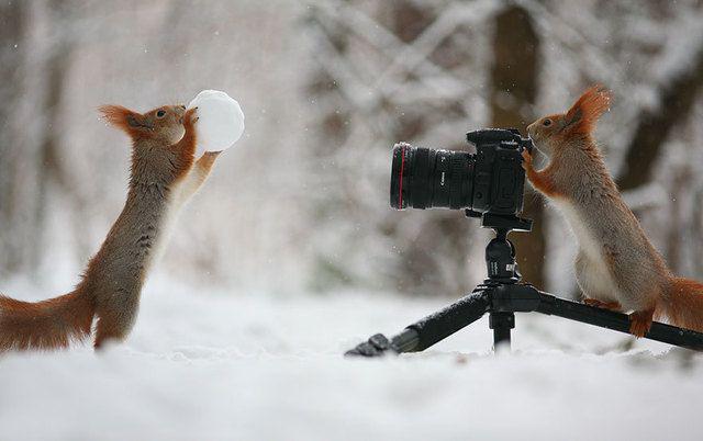 รูปภาพ:http://static.boredpanda.com/blog/wp-content/uploads/2015/02/squirrel-photography-russia-vadim-trunov-7.jpg