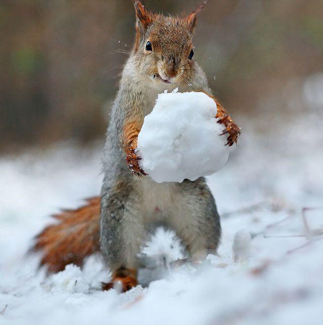 รูปภาพ:http://static.boredpanda.com/blog/wp-content/uploads/2015/02/squirrel-photography-russia-vadim-trunov-5.jpg