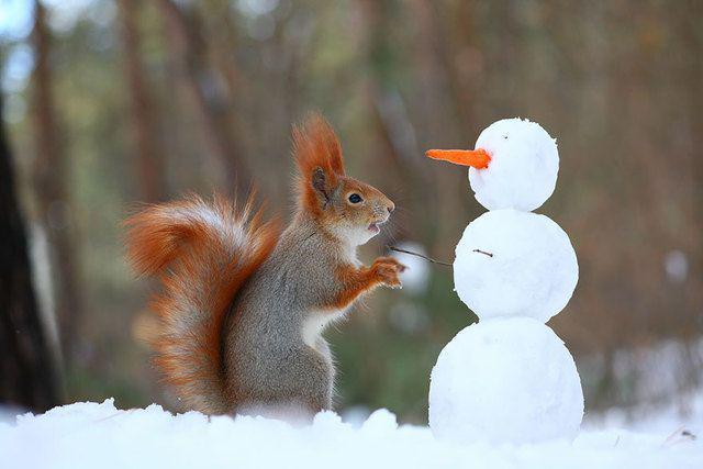 รูปภาพ:http://static.boredpanda.com/blog/wp-content/uploads/2015/02/squirrel-photography-russia-vadim-trunov-3.jpg