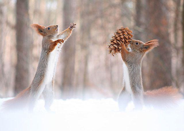รูปภาพ:http://static.boredpanda.com/blog/wp-content/uploads/2015/02/squirrel-photography-russia-vadim-trunov-9.jpg