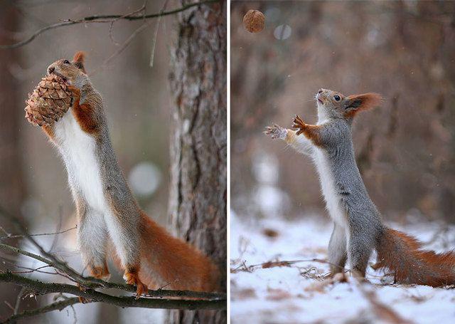 รูปภาพ:http://static.boredpanda.com/blog/wp-content/uploads/2015/02/squirrel-photography-russia-vadim-trunov-15.jpg