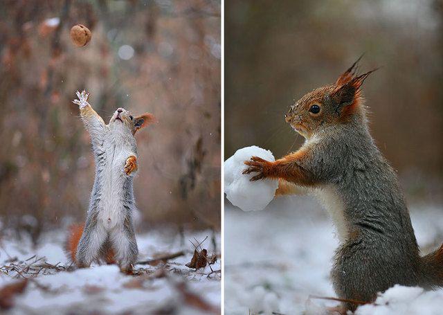 รูปภาพ:http://static.boredpanda.com/blog/wp-content/uploads/2015/02/squirrel-photography-russia-vadim-trunov-17.jpg