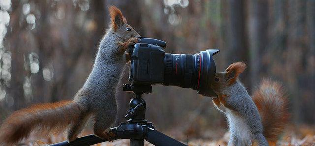 รูปภาพ:http://static.boredpanda.com/blog/wp-content/uploads/2015/02/squirrel-photography-russia-vadim-trunov-13.jpg