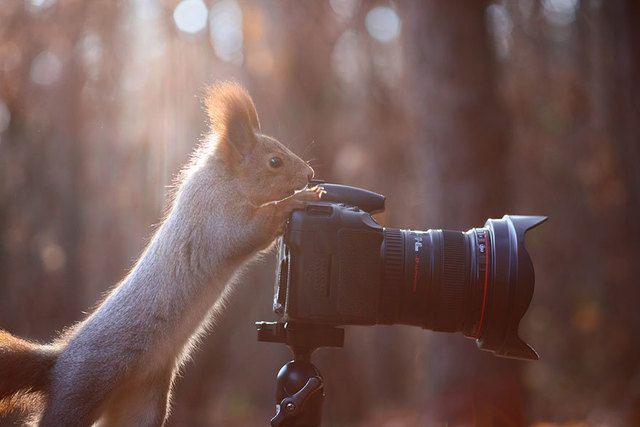 รูปภาพ:http://static.boredpanda.com/blog/wp-content/uploads/2015/02/squirrel-photography-russia-vadim-trunov-12.jpg