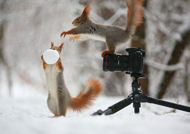 รูปภาพ:http://static.boredpanda.com/blog/wp-content/uploads/2015/02/squirrel-photography-russia-vadim-trunov-6.jpg