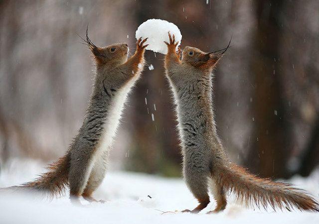 รูปภาพ:http://static.boredpanda.com/blog/wp-content/uploads/2015/02/squirrel-photography-russia-vadim-trunov-1.jpg