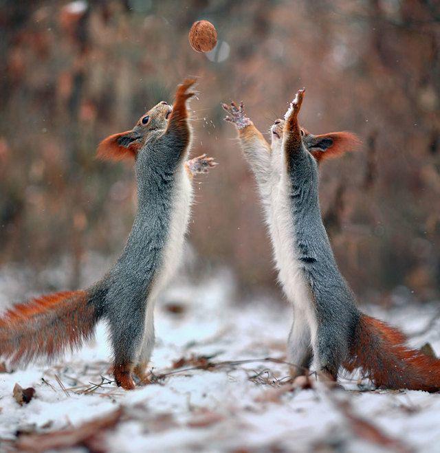 รูปภาพ:http://static.boredpanda.com/blog/wp-content/uploads/2015/02/squirrel-photography-russia-vadim-trunov-11.jpg