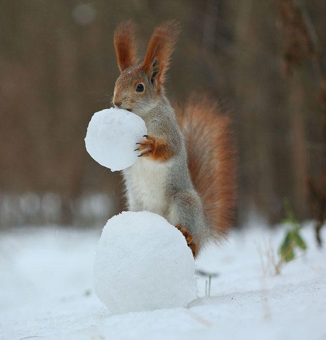 รูปภาพ:http://static.boredpanda.com/blog/wp-content/uploads/2015/02/squirrel-photography-russia-vadim-trunov-4.jpg