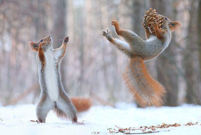 รูปภาพ:http://static.boredpanda.com/blog/wp-content/uploads/2015/02/squirrel-photography-russia-vadim-trunov-8.jpg