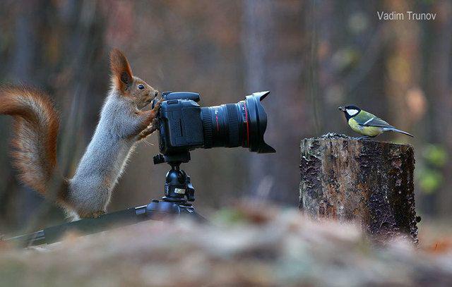 รูปภาพ:http://static.boredpanda.com/blog/wp-content/uploads/2015/02/squirrel-photography-russia-vadim-trunov-2-1.jpg