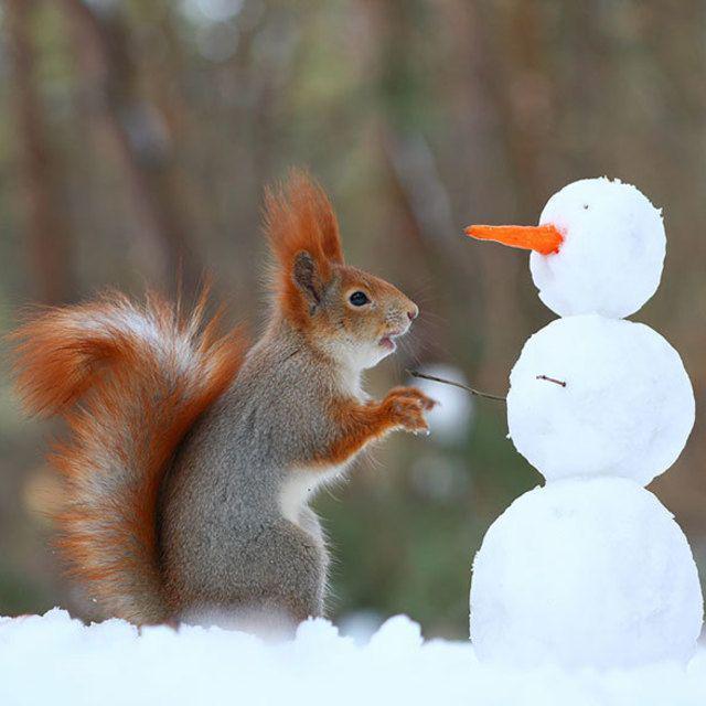 ตัวอย่าง ภาพหน้าปก:รวมรูป 'กระรอกน้อยกับหิมะ' น่ารักจนใจละลายไปเล้ย *-*