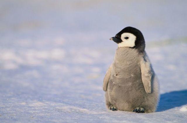 รูปภาพ:http://animalia-life.com/data_images/penguin/penguin1.jpg