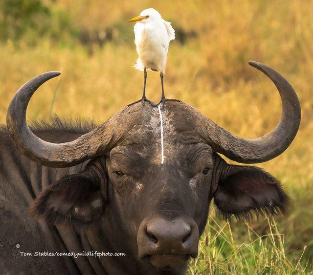 รูปภาพ:http://static.boredpanda.com/blog/wp-content/uploads/2016/10/comedy-wildlife-photography-awards-2016-7-57f103aa749e0__880.jpg