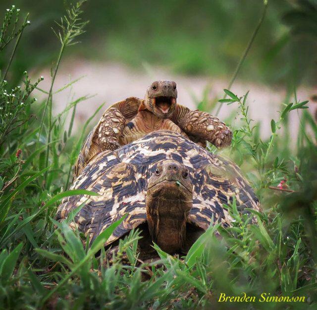 รูปภาพ:http://static.boredpanda.com/blog/wp-content/uploads/2016/10/comedy-wildlife-photography-awards-2016-12-57f103b4d465c__880.jpg