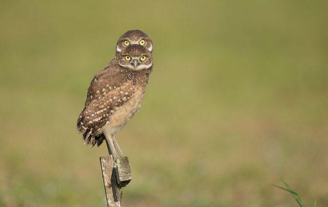 รูปภาพ:http://static.boredpanda.com/blog/wp-content/uploads/2016/10/comedy-wildlife-photography-awards-2016-44-57f10c0a635fb__880.jpg