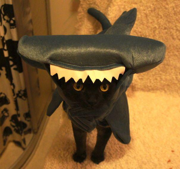 รูปภาพ:http://static.boredpanda.com/blog/wp-content/uploads/2016/10/halloween-cat-costumes-40-57f7601340650__605.jpg