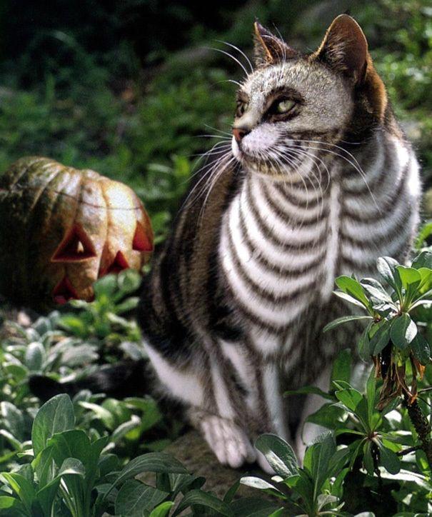 รูปภาพ:http://static.boredpanda.com/blog/wp-content/uploads/2016/10/halloween-cat-costumes-52-57f785afe5c64__605.jpg