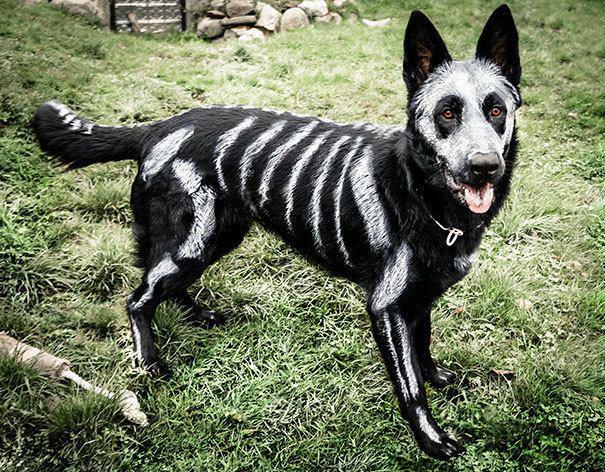 รูปภาพ:http://static.boredpanda.com/blog/wp-content/uploads/2016/10/halloween-dog-costumes-22-57fcb679edcf9__605.jpg