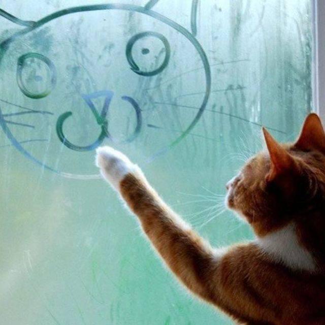 ภาพประกอบบทความ Cat VS Glass ความฮาจึงบังเกิด !!!