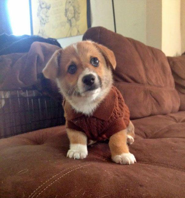 รูปภาพ:http://static.boredpanda.com/blog/wp-content/uploads/2016/10/cute-animals-wearing-tiny-sweaters-64-5804b24d9e1e0__605.jpg