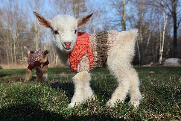 รูปภาพ:http://static.boredpanda.com/blog/wp-content/uploads/2016/10/cute-animals-wearing-tiny-sweaters-22-57ff6e5710fba__605.jpg
